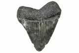 Serrated, Juvenile Megalodon Tooth - South Carolina #172103-2